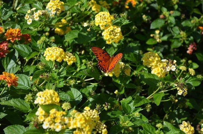 Chapel Hill Yellow Lantana PP#19548 (Lantana camara 'Chapel hill yellow' pp#19548) — reference photo