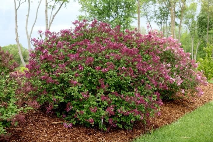 Bloomerang(R) Dark Purple Reblooming Lilac (Syringa × 'SMSJBP7' uspp 26549) — reference photo