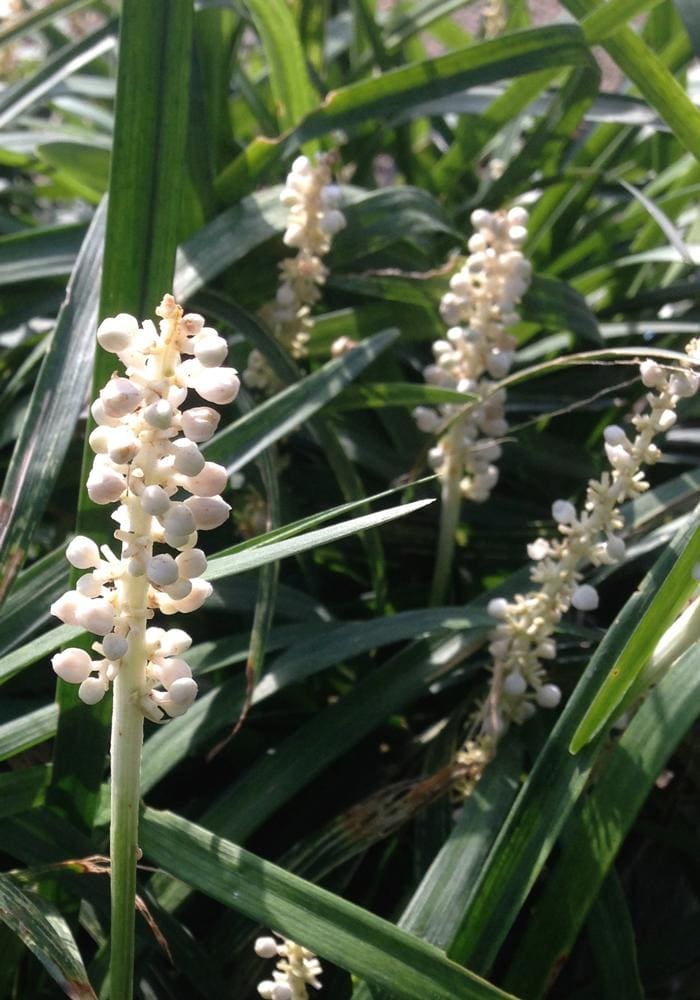 Majestic Lilyturf (Liriope muscari 'Majestic') — reference photo