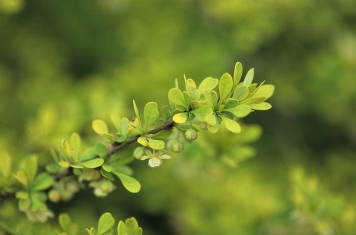 Golden Japanese Barberry (Berberis thunbergii 'Aurea') — reference photo