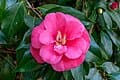 Seafoam Spring Blooming Camellia (Camellia japonica 'Seafoam') — reference photo