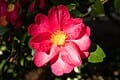 Sasanqua Camellia 'Sparkling Burgundy' (Camellia sasanqua 'Sparkling burgundy') — reference photo