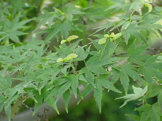 Japanese Maple 'First Ghost' (Acer palmatum 'First ghost') — reference photo