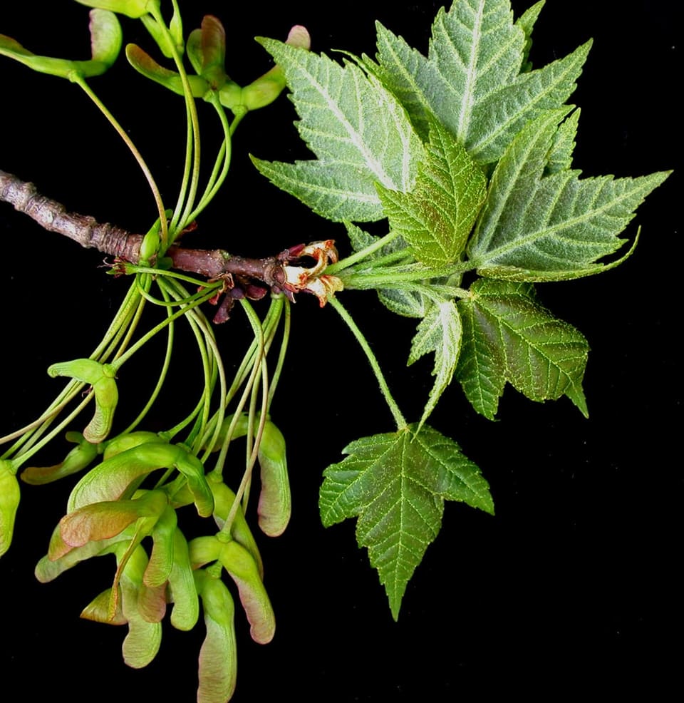 Red Maple 'Summer Sensation' (Acer rubrum' summer sensation') — reference photo