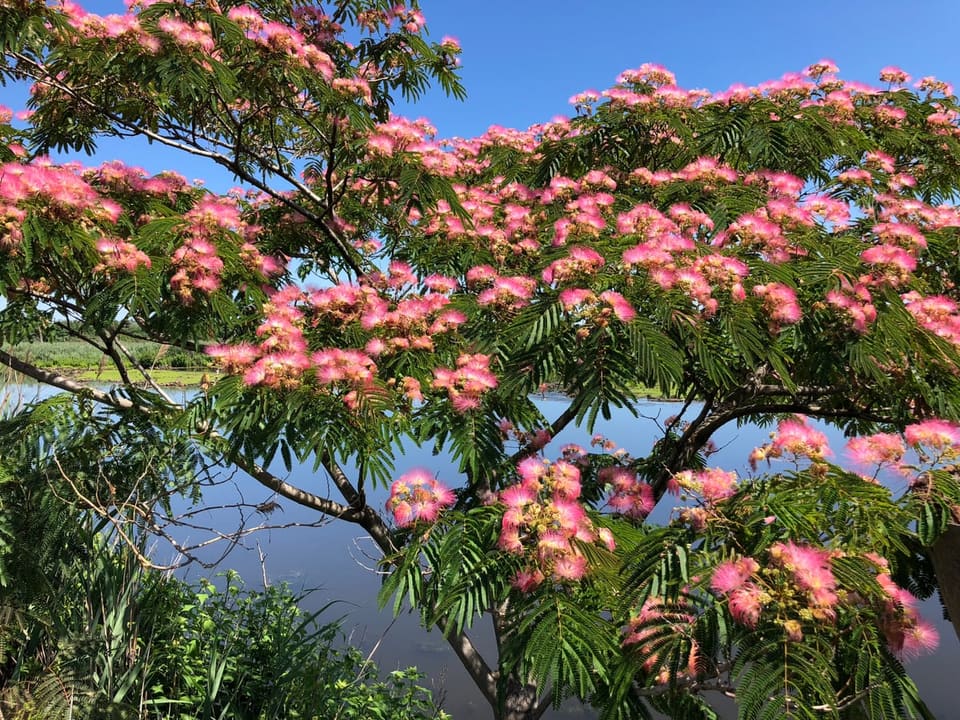 Silk Tree (Albizia julibrissin) — reference photo