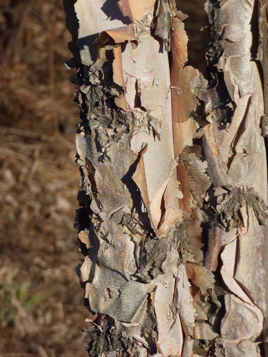 River Birch 'Dura Heat®' (Betula nigra 'Dura heat®') — reference photo