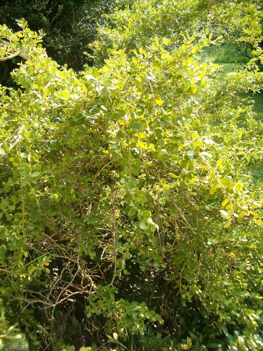 Littleleaf Boxwood 'Peergold' (Buxus microphylla 'Peergold') — reference photo