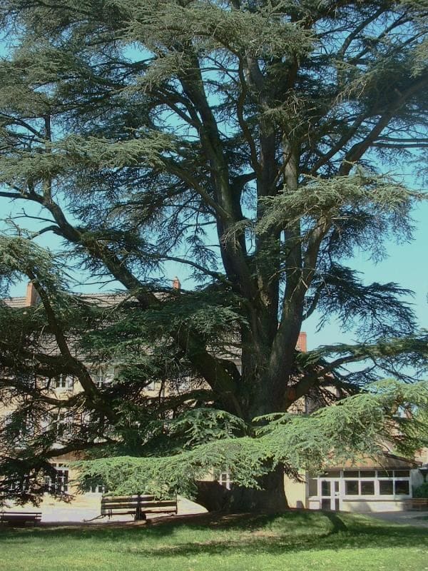 Atlas Cedar 'Glauca Pendula' (Cedrus atlantica 'Glauca pendula') — reference photo