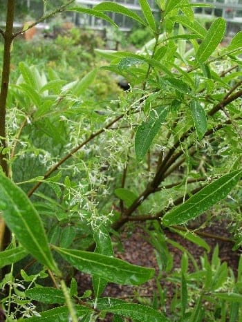 Fringe Tree (Chionanthus pygmaeusms (grafted clone);) — reference photo