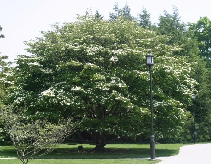 Dogwood (Cornus kousa var. chinensis) — reference photo