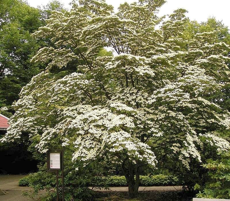 Stellar Series Dogwood 'Stellar Nova' (Cornus × elwinortonii 'Stellar nova') — reference photo