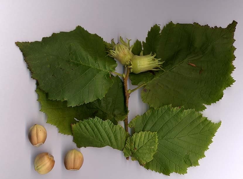 European Filbert 'Contorta' (Corylus avellana 'Contorta') — reference photo
