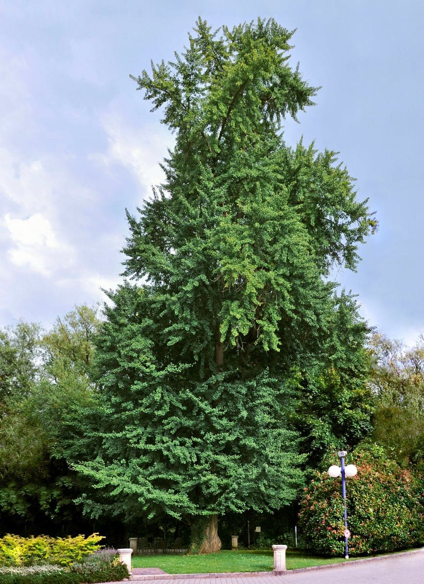 Ginkgo 'Saratoga' (Ginkgo biloba 'Saratoga') — reference photo