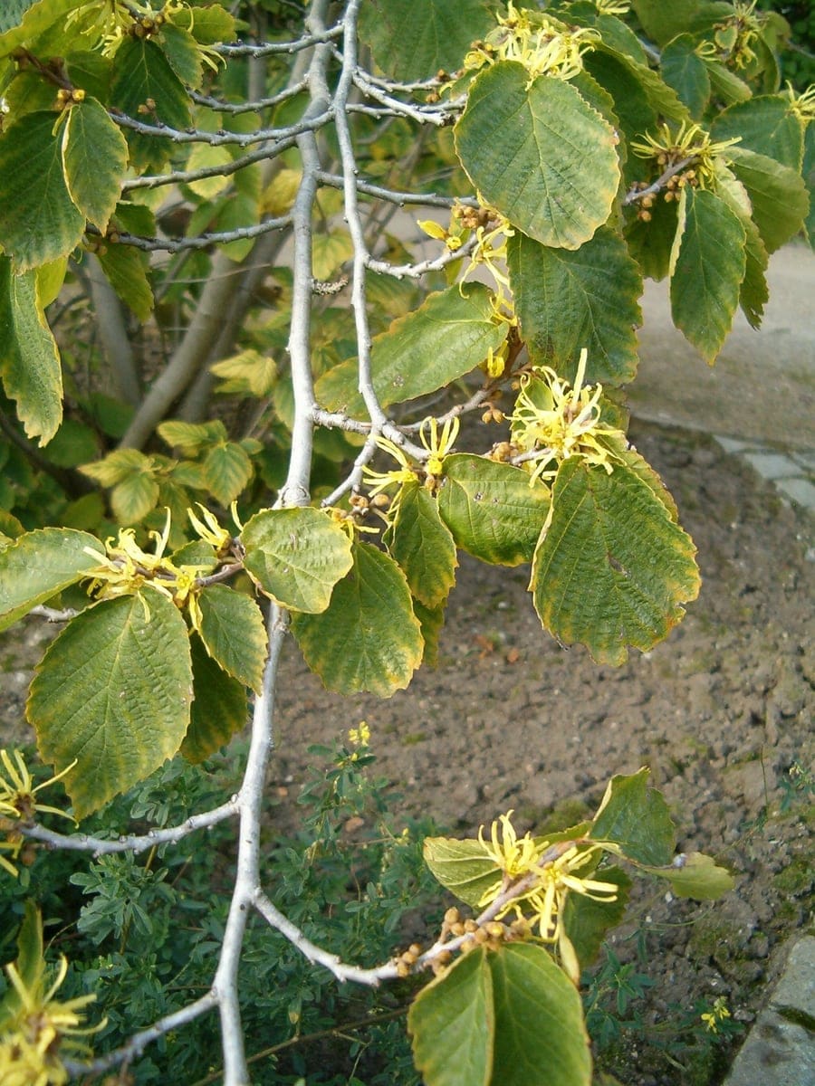 Common Witch Hazel 'Little Prospect' (Hamamelis virginiana 'Little prospect') — reference photo