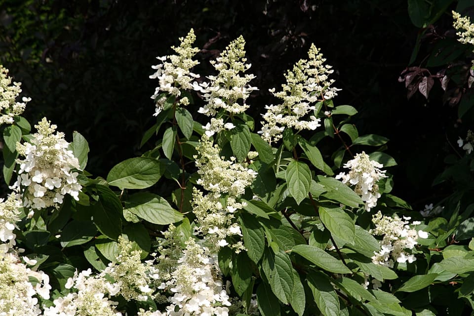 Panicle Hydrangea 'Fire Light®' (Hydrangea paniculata 'Fire light®') — reference photo