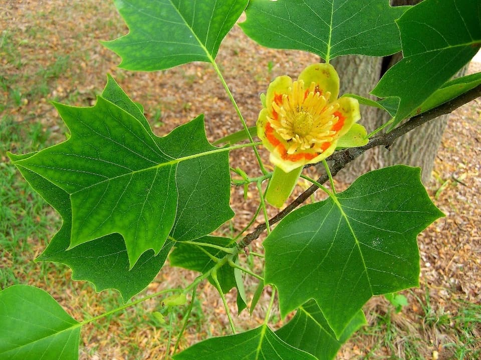 Tulip Tree 'Little Volunteer' (Liriodendron tulipfera 'Little volunteer') — reference photo