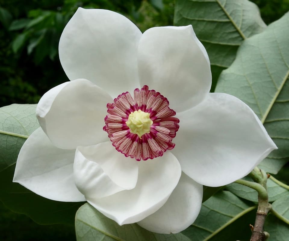 Hybrid Magnolia 'Stellar Ruby' (Magnolia × 'Stellar ruby'patio tree;) — reference photo