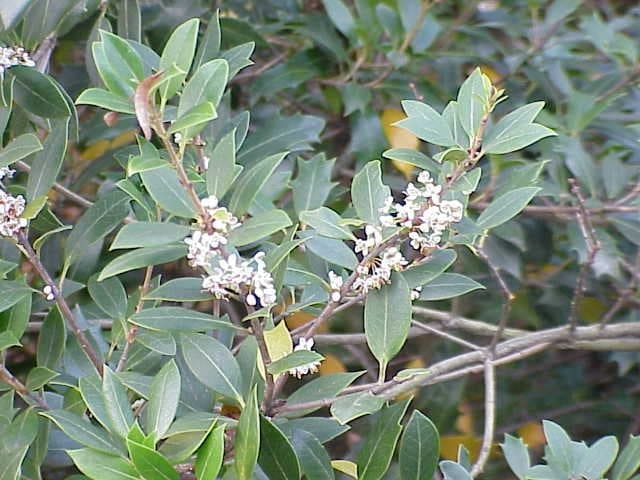 Fortune's Osmanthus 'Fruitlandii' (Osmanthus × fortunei 'Fruitlandii') — reference photo