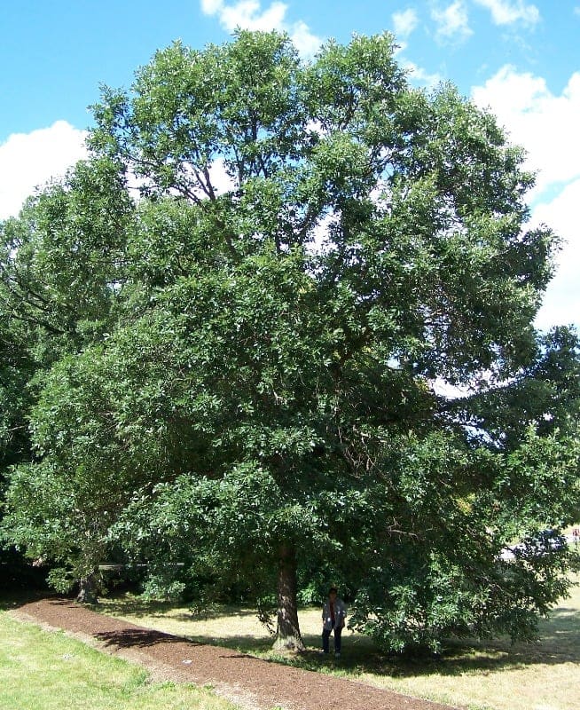 Swamp White Oak (Quercus bicolor) — reference photo