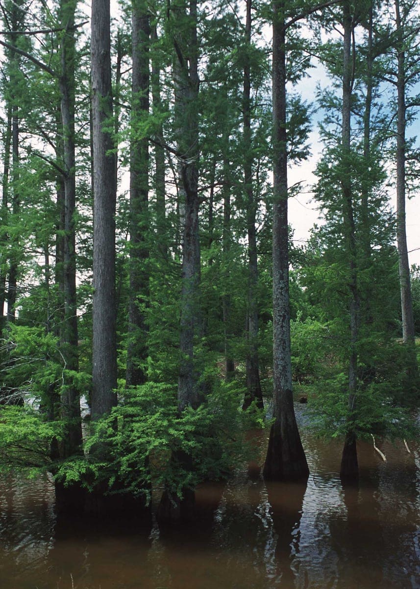 Bald Cypress (Taxodium distichum) — reference photo