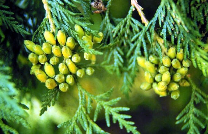 Eastern Arborvitae 'Fire Chief™' (Thuja occidentalis 'Fire chief™') — reference photo
