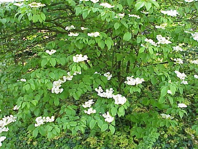Doublefile Viburnum 'Shasta' (Viburnum plicatum 'Shasta') — reference photo