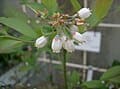 Powder Blue Rabbiteye Blueberry (Vaccinium ashei 'Powderblue') — reference photo